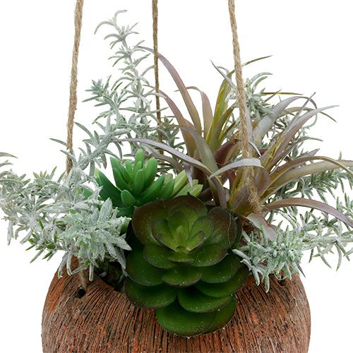Floristik24 Succulente verte en pot à suspendre 24cm