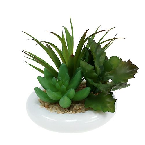 Floristik24 Plantes succulentes dans un pot en céramique Ø12cm