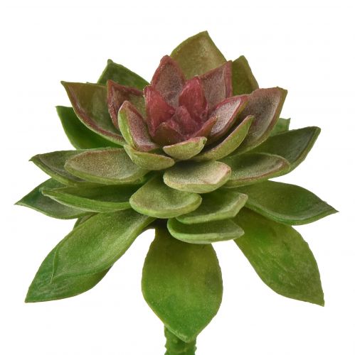 Article Plante succulente rose en pierre 6cm vert 6pcs