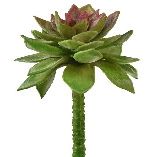 Article Succulente Pierre Rose 6cm Vert 6 Pièces