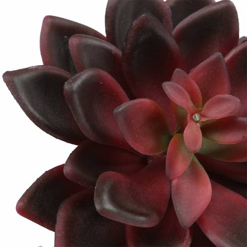 Floristik24 Joubarbe succulente Bourgogne 12cm