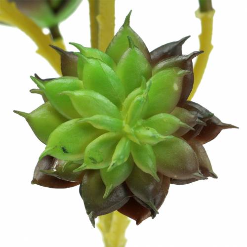 Article Cueillette Succulente Vert / Marron 35.5cm