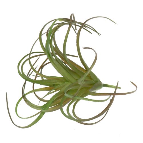 Floristik24 Tillandsia assorti 8cm 3pcs