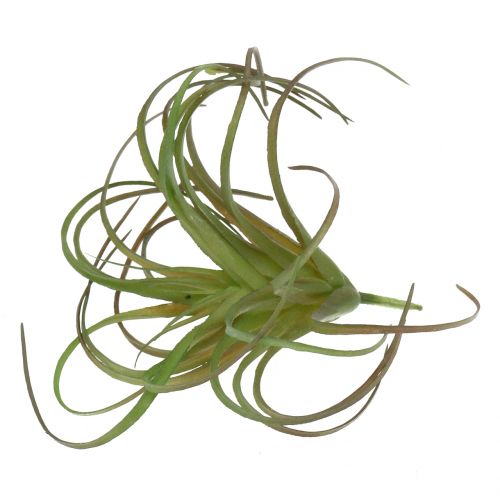 Article Tillandsia assorti 8cm 3pcs