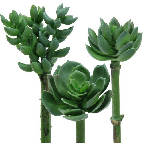 Floristik24 Succulentes triées 11cm 3pcs