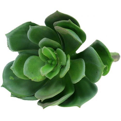 Floristik24 Succulentes triées 11cm 3pcs