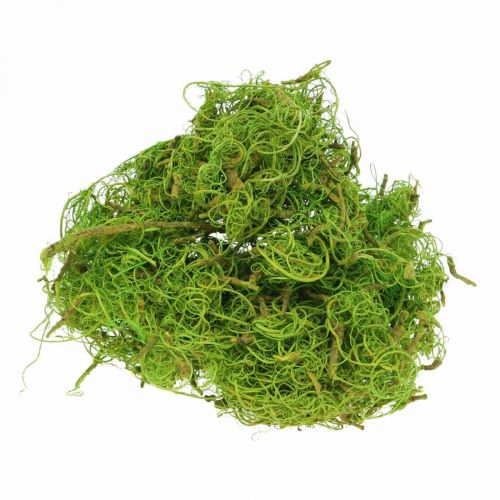 Floristik24 Fibre de Tamarin Fibre Naturelle Vert Clair pour l&#39;Artisanat et la Décoration 500g