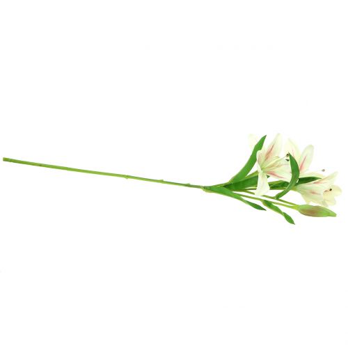 Floristik24 Lys Tigré Crème 60cm