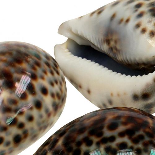 Floristik24 Escargot tigre Cypraea tigris naturel 7cm - 8cm 11 pcs