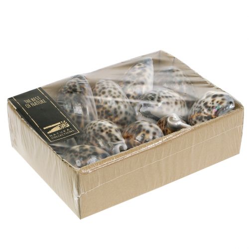 Floristik24 Escargot tigre Cypraea tigris naturel 7cm - 8cm 11 pcs