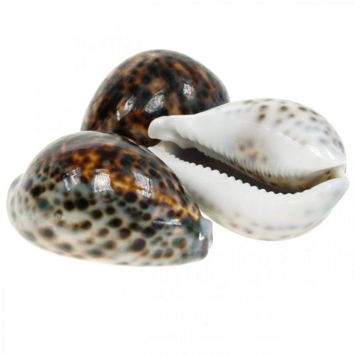 Floristik24 Escargot tigre Cypraea tigris naturel 7cm - 8cm 11 pcs