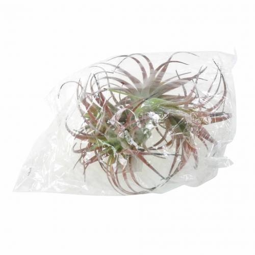 Floristik24 Tillandsia vert-rouge floqué 15cm 4pcs
