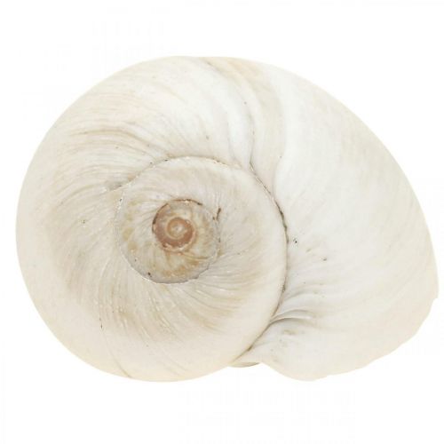 Floristik24 Déco de table maritime, coquilles d&#39;escargots vides blanc 3-4.5cm 500g