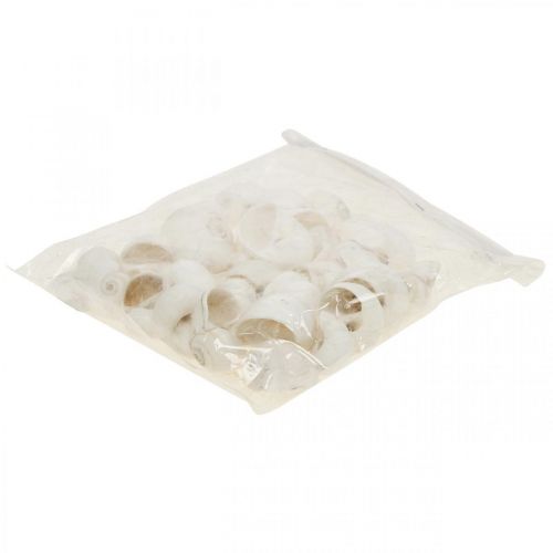 Floristik24 Déco de table maritime, coquilles d&#39;escargots vides blanc 3-4.5cm 500g