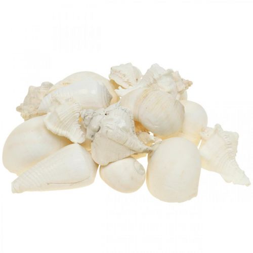 Déco de table maritime, coquilles d&#39;escargots vides blanc 4–5cm mix 500g