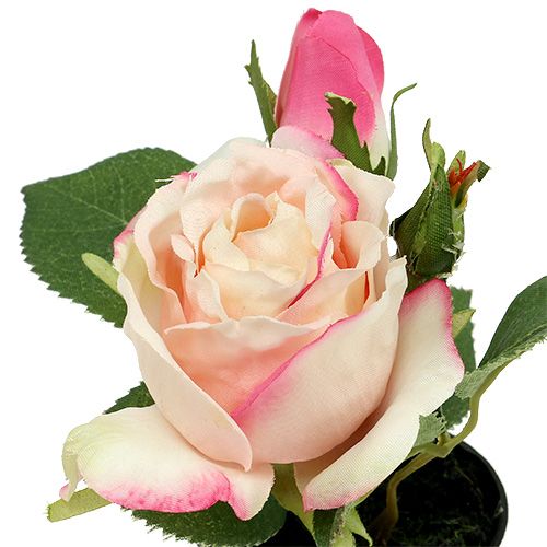 Floristik24 Rose en pot décoration de table crème 14 cm