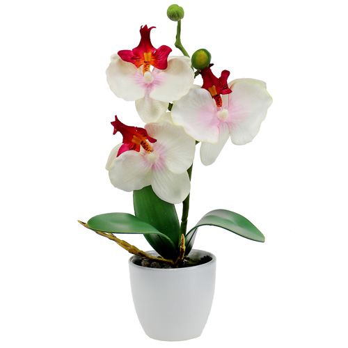 Floristik24 Décoration de table orchidée en pot crème H29cm