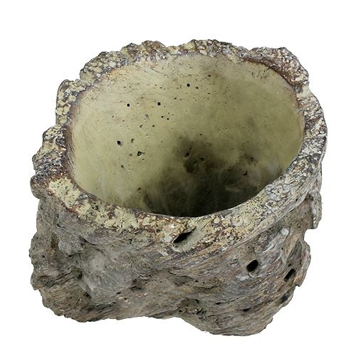 Floristik24 Pot en tronc d'arbre Ø10,5cm H12cm 2pcs