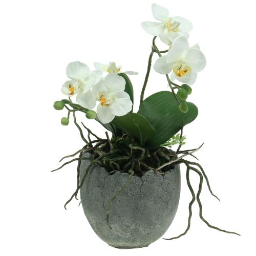 Floristik24 Cache-pot en béton coquille d&#39;œuf Ø14,5cm 15cm 2pcs