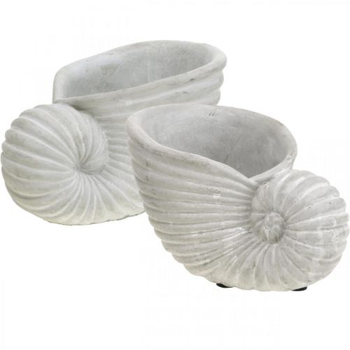 Floristik24 Coquillages à planter, décoration maritime, cache-pot Nautilus béton L15cm H9.5cm 2pcs