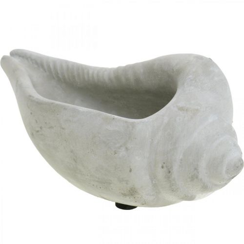 Floristik24 Cache-pot coquillage, coupelle coquille d&#39;escargot, décoration béton maritime L17cm H7.5cm 3 pièces