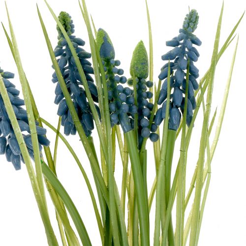 Floristik24 Muscari bleu L. 35 cm