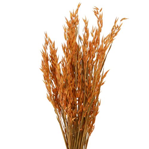 Floristik24 Déco Sec Avoine Déco en Orange L64cm 70-75g 2pcs