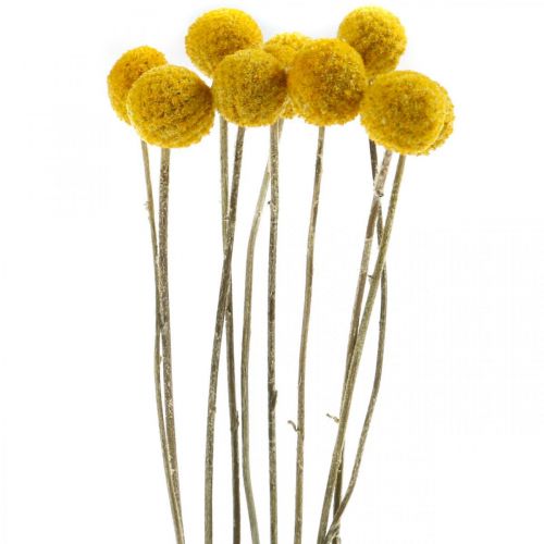 Floristik24 Craspedia Fleurs Séchées Pilons Jaune 70cm 10pcs