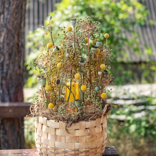 Article Craspedia Fleurs Séchées Pilons Jaune 70cm 10 pcs