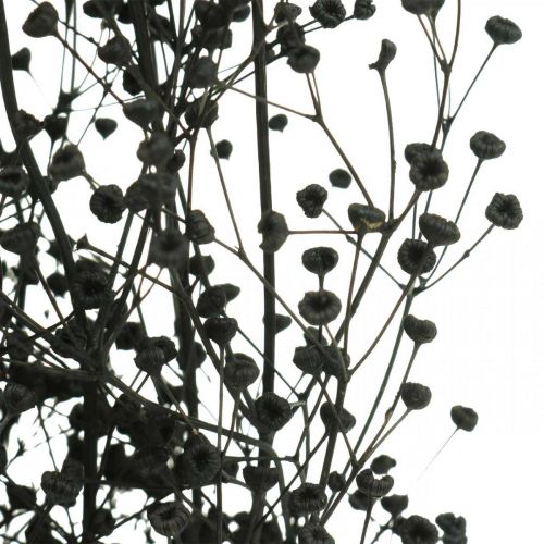Floristik24 Fleur séchée Massasa noire décoration naturelle 50-55cm bouquet de 10pcs