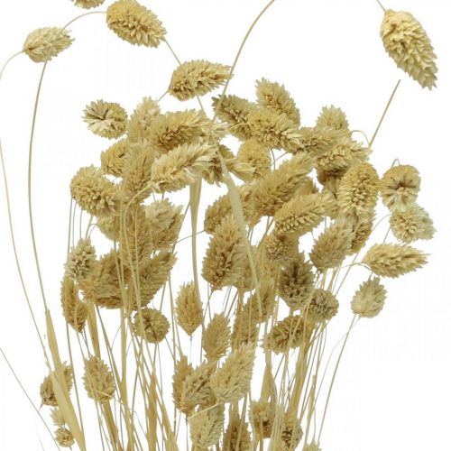 Article Fleur séchée Phalaris, bouquet d&#39;herbe décorative, floristique sèche, nature bohème, blanchie L55cm 100g
