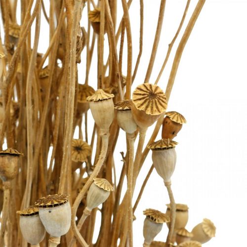 Article Fleurs séchées capsules de graines de pavot nature séchées bouquet de décoration séché sauvage 100g
