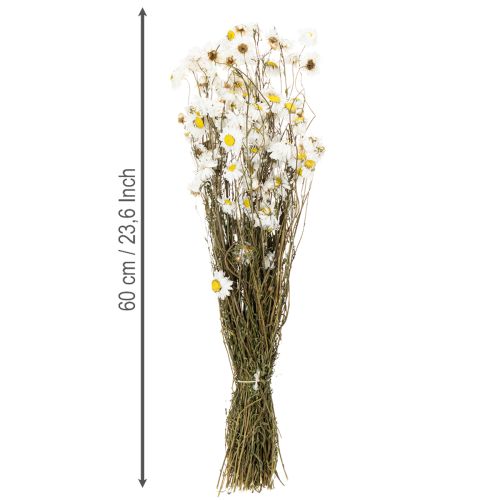 Article Fleurs d'Acroclinium séchées, fleurs blanches, composition florale séchée, 60 cm, 80 g
