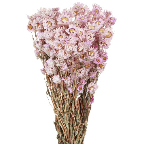 Floristik24 Bouquet de fleurs séchées Décoration sèche Camomille Rose 65cm 50g