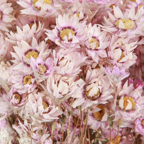 Floristik24 Bouquet de fleurs séchées Décoration sèche Camomille Rose 65cm 50g