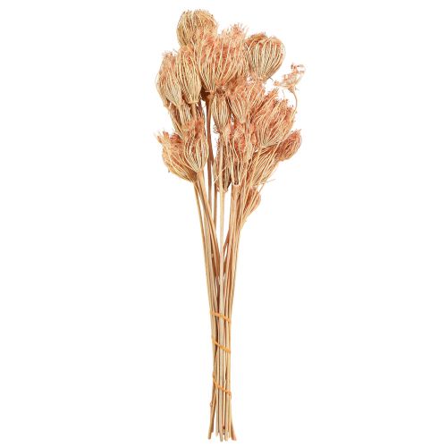 Floristik24 Décoration fleurs séchées fenouil saumon L50cm Ø4-5cm 100g