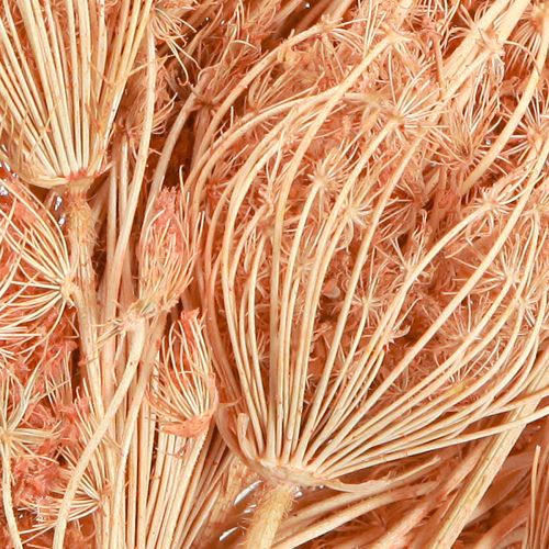 Article Décoration fleurs séchées fenouil saumon L50cm Ø4-5cm 100g