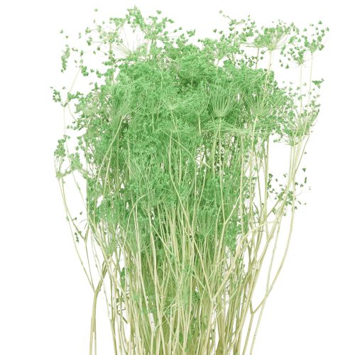 Fleurs séchées Ombellifère Vert 70-80cm 150g