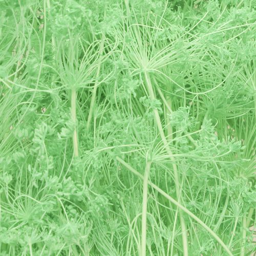 Article Fleurs séchées Ombellifère Vert 70-80cm 150g