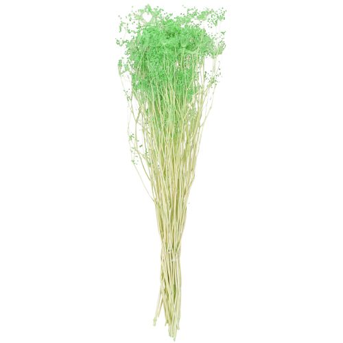 Article Fleurs séchées Ombellifère Vert 70-80cm 150g