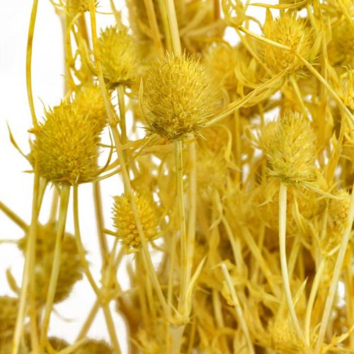 Article Fleurs séchées chardon sec jaune chardon fraise 100g