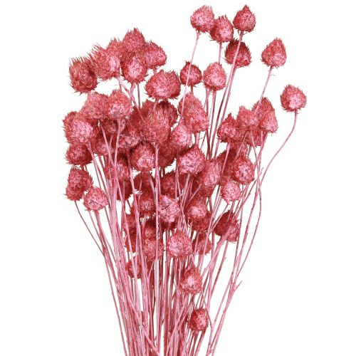 Floristik24 Fleurs séchées chardon sec rose chardon fraise teint 50cm 100g
