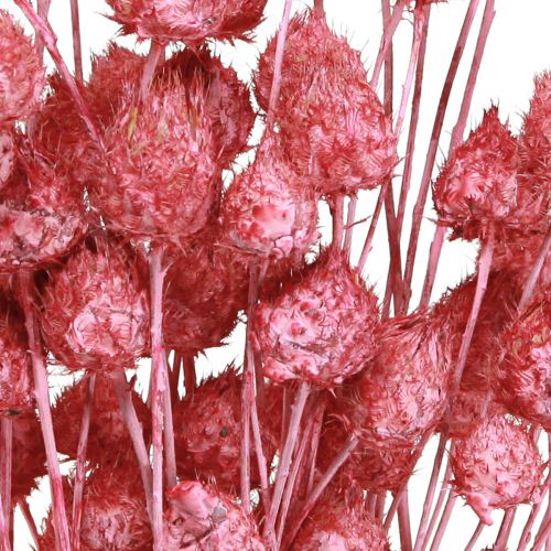 Article Fleurs séchées chardon sec rose chardon fraise teint 50cm 100g