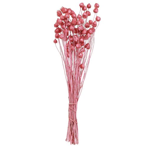 Article Fleurs séchées chardon sec rose chardon fraise teint 50cm 100g