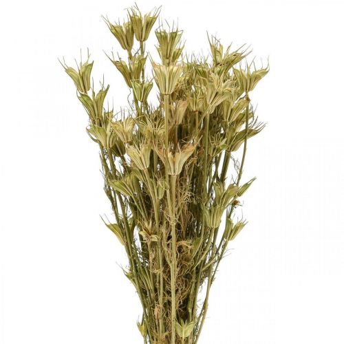 Floristik24 Fleurs séchées cumin noir décoration nature Nigelle 50cm 75g