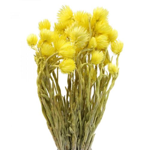 Floristik24 Fleurs séchées fleurs de calotte fleurs paille jaune H42cm