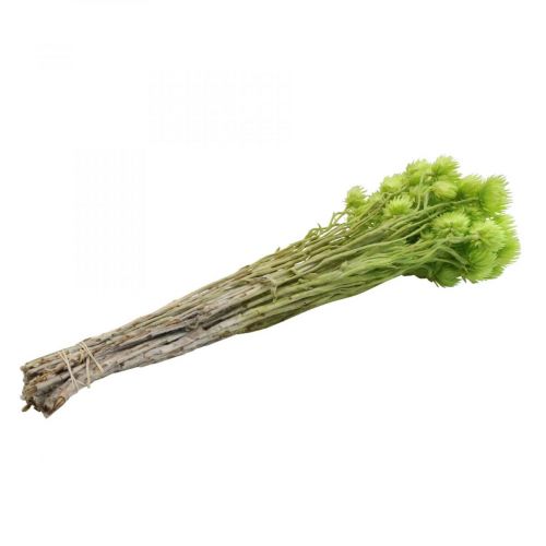 Article Fleurs séchées fleurs de calotte fleurs paille vert clair H42cm