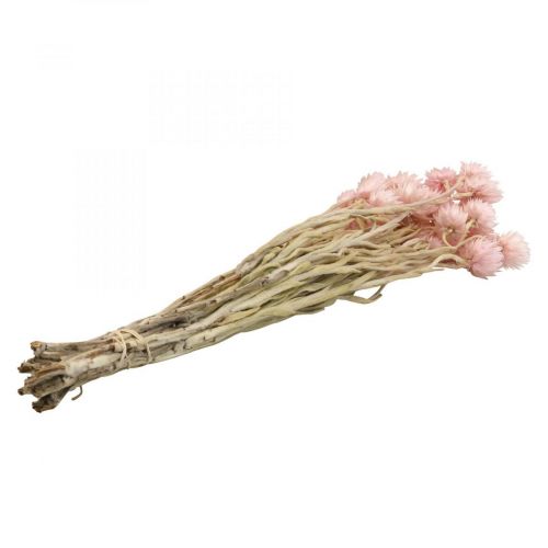 Article Fleurs séchées fleurs de calotte fleurs paille rose H42cm