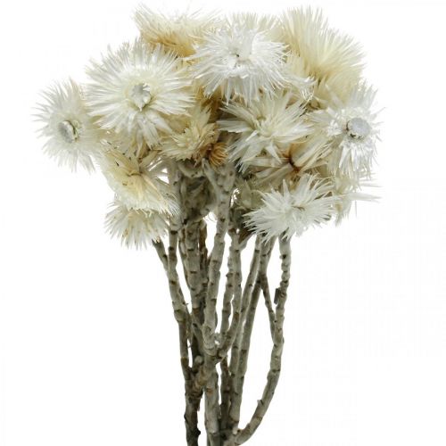 Article Fleurs séchées fleurs de calotte blanc naturel, fleurs paille, bouquet de fleurs séchées H33cm