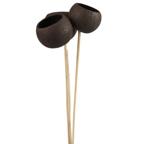 Article Fleurs séchées coupelles décoratives en cloche sur tige noir 44cm 3 pcs